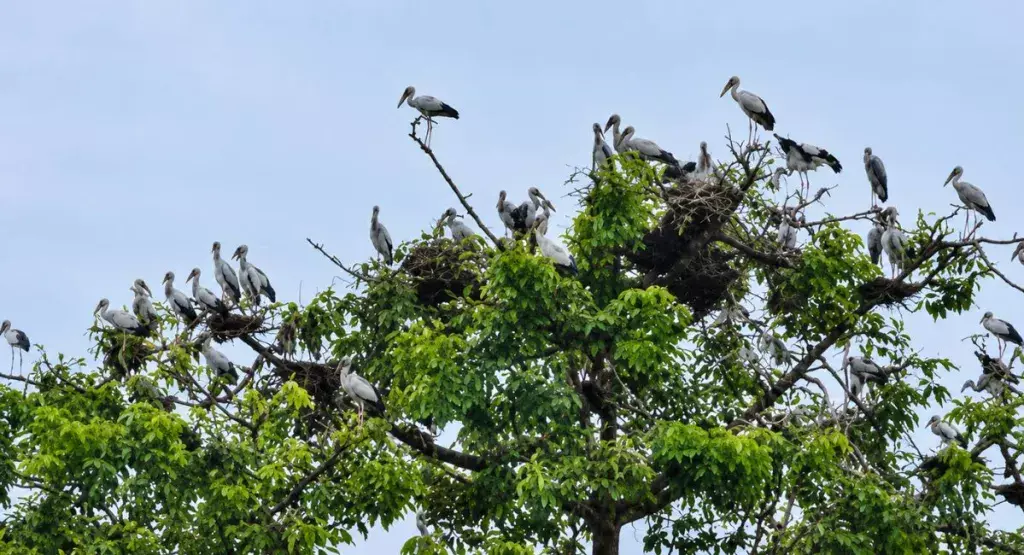 असम के तिनसुकिया में ओपनबिल कॉलोनी: सुरक्षा की गुहार असम के तिनसुकिया में ओपनबिल कॉलोनी: सुरक्षा की गुहार