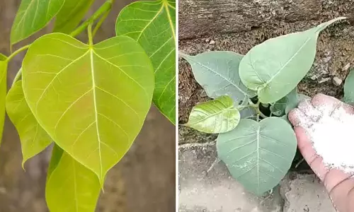 छत की दीवार से निकल रहा पीपल घर को पहुंचा सकता है नुकसान जानें उपाय छत की दीवार से निकल रहा पीपल घर को पहुंचा सकता है नुकसान जानें उपाय