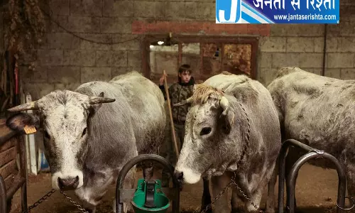 हरियाणा के 4 जिलों में लंपी का शक