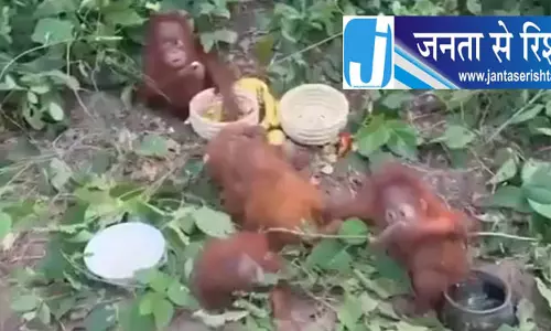 बालेश्वर में ओरंगुटान तस्करी की जांच तेज बालेश्वर में ओरंगुटान तस्करी की जांच तेज