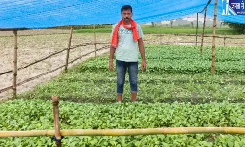 असामाजिक तत्वों ने खरपतवार नाशक दवा डालकर नष्ट की किसान की गोभी नर्सरी