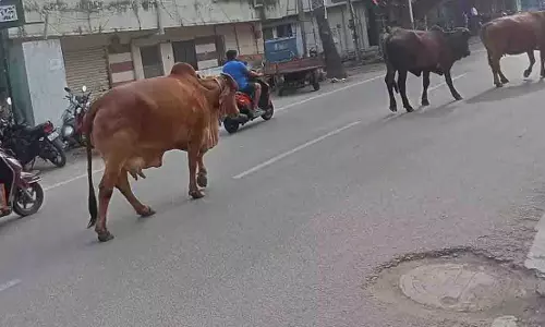 Hyderabad: शहर में आवारा मवेशियों की समस्या पर रोक लगाने की मांग तेज़ हुई Hyderabad: शहर में आवारा मवेशियों की समस्या पर रोक लगाने की मांग तेज़ हुई