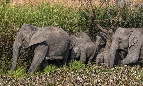 मानस उद्यान विवाद: हाथियों की गुप्त शिफ्टिंग पर भड़के लोग मानस उद्यान विवाद: हाथियों की गुप्त शिफ्टिंग पर भड़के लोग