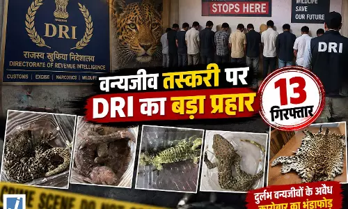 DRI का पैन इंडिया एक्शन, 13 तस्कर गिरफ्तार पैंगोलिन स्केल और तेंदुए की खाल जब्त DRI का पैन इंडिया एक्शन, 13 तस्कर गिरफ्तार पैंगोलिन स्केल और तेंदुए की खाल जब्त