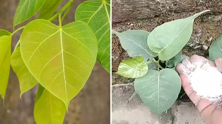 छत की दीवार से निकल रहा पीपल घर को पहुंचा सकता है नुकसान जानें उपाय छत की दीवार से निकल रहा पीपल घर को पहुंचा सकता है नुकसान जानें उपाय