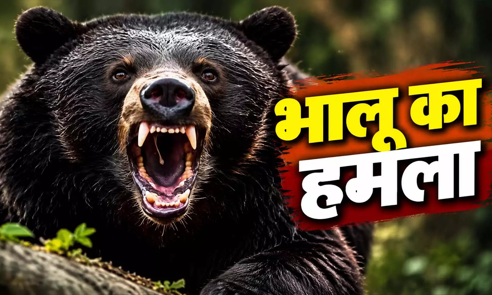 मशरूम खोजने जंगल गए ग्रामीणों पर भालू का हमला, दो घायल मशरूम खोजने जंगल गए ग्रामीणों पर भालू का हमला, दो घायल