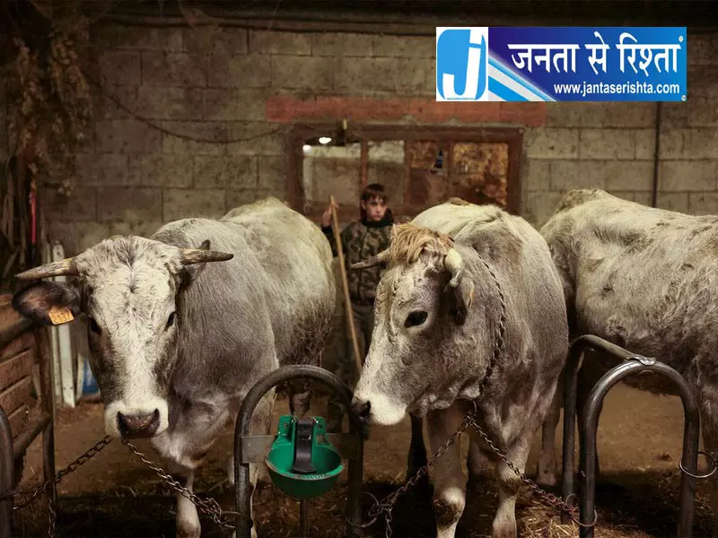 हरियाणा के 4 जिलों में लंपी का शक हरियाणा के 4 जिलों में लंपी का शक
