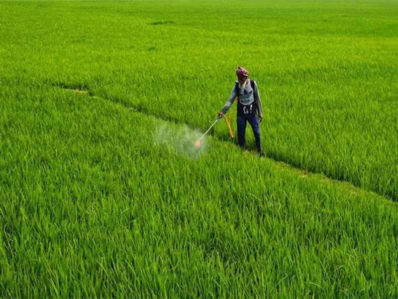 किसानों को मिलेगा अच्छी गुणवत्ता का आलू बीज किसानों को मिलेगा अच्छी गुणवत्ता का आलू बीज