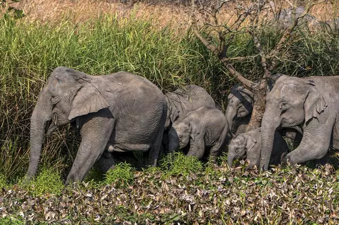 मानस उद्यान विवाद: हाथियों की गुप्त शिफ्टिंग पर भड़के लोग मानस उद्यान विवाद: हाथियों की गुप्त शिफ्टिंग पर भड़के लोग