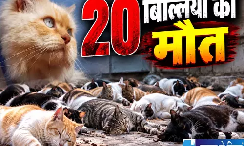 मुंबई में 20 बिल्लियों की रहस्यमयी मौत इलाके में मचा हड़कंप