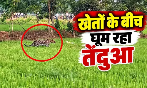 खेतों के बीच घूम रहा तेंदुआ, 5 बकरियों के शिकार का दावा, सामने आया VIDEO खेतों के बीच घूम रहा तेंदुआ, 5 बकरियों के शिकार का दावा, सामने आया VIDEO