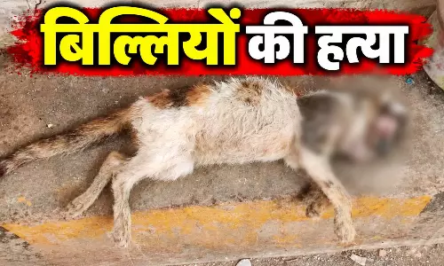 बिल्लियों का कौन है कातिल? सीरियल कैट किलर को ढूंढ रही पुलिस