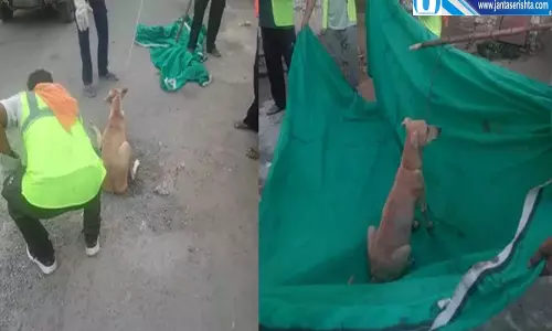 डॉग बाइट के खतरे पर प्रशासन सख्त दो दिन में 27 आवारा कुत्ते पकड़े डॉग बाइट के खतरे पर प्रशासन सख्त दो दिन में 27 आवारा कुत्ते पकड़े