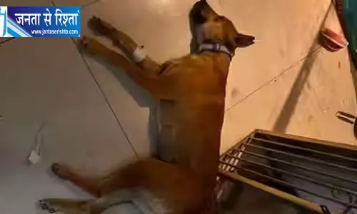 बेंगलुरु में अवैध वेटेरिनरी सेंटर पर छापा, दो डॉक्टरों पर केस