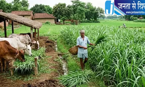 गोआश्रय स्थलों के पशुओं को सालभर मिलेगा हरा चारा गोआश्रय स्थलों के पशुओं को सालभर मिलेगा हरा चारा