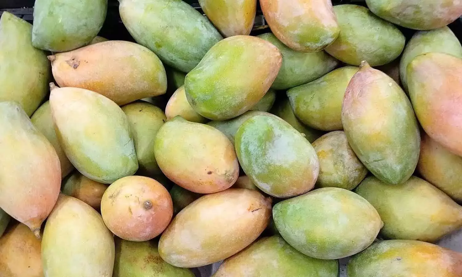 Andhra: तोतापरी आम के लिए 281 करोड़ रुपये के समर्थन मूल्य को मंज़ूरी