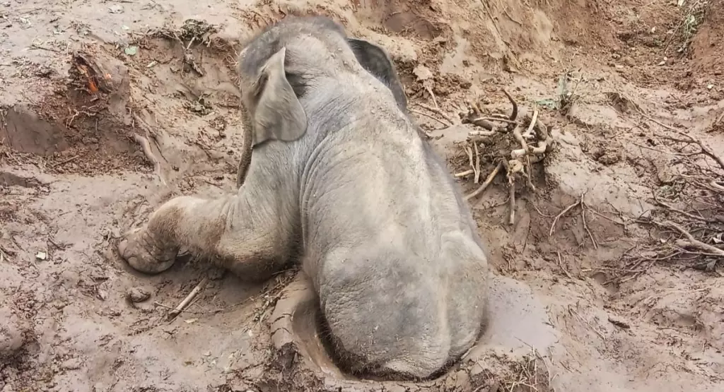 असम: खाई से बचाए गए हाथी के बच्चे को मिला नया जीवन