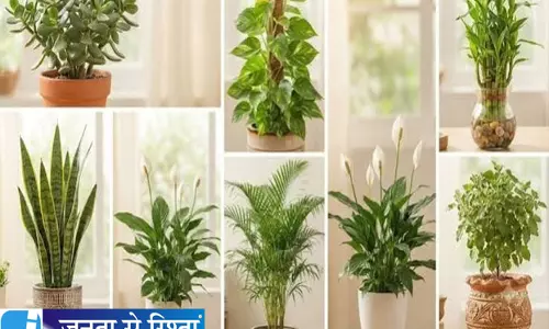 घर में बरकत चाहते हैं तो इन 5 पौधों को रखें ऊंची जगह