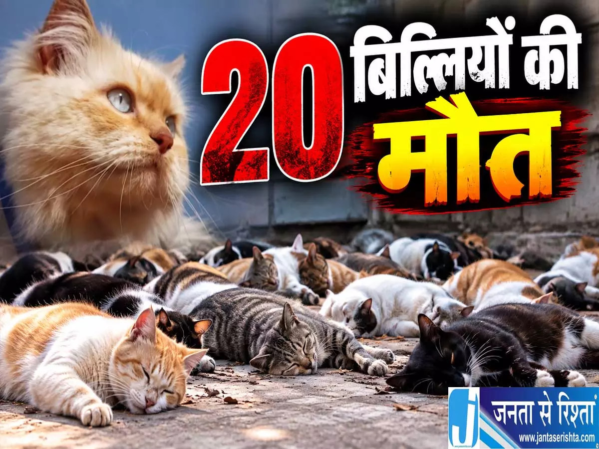 मुंबई में 20 बिल्लियों की रहस्यमयी मौत इलाके में मचा हड़कंप मुंबई में 20 बिल्लियों की रहस्यमयी मौत इलाके में मचा हड़कंप