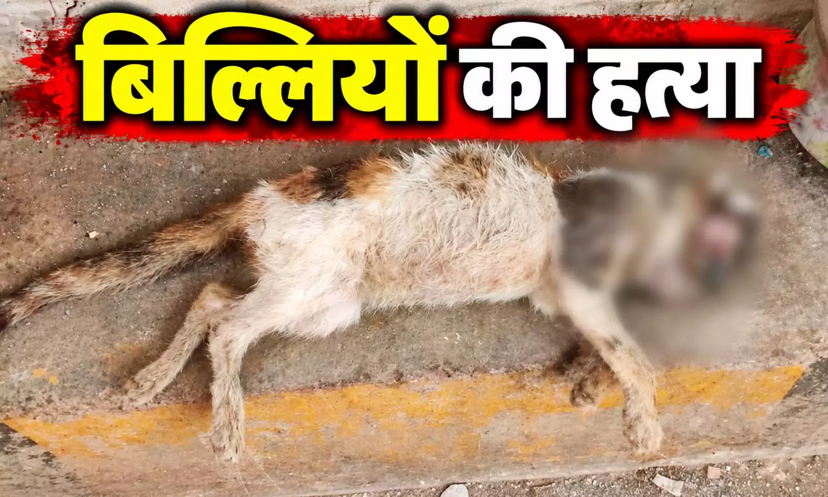 बिल्लियों का कौन है कातिल? सीरियल कैट किलर को ढूंढ रही पुलिस बिल्लियों का कौन है कातिल? सीरियल कैट किलर को ढूंढ रही पुलिस