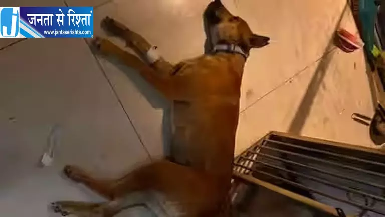 बेंगलुरु में अवैध वेटेरिनरी सेंटर पर छापा, दो डॉक्टरों पर केस बेंगलुरु में अवैध वेटेरिनरी सेंटर पर छापा, दो डॉक्टरों पर केस