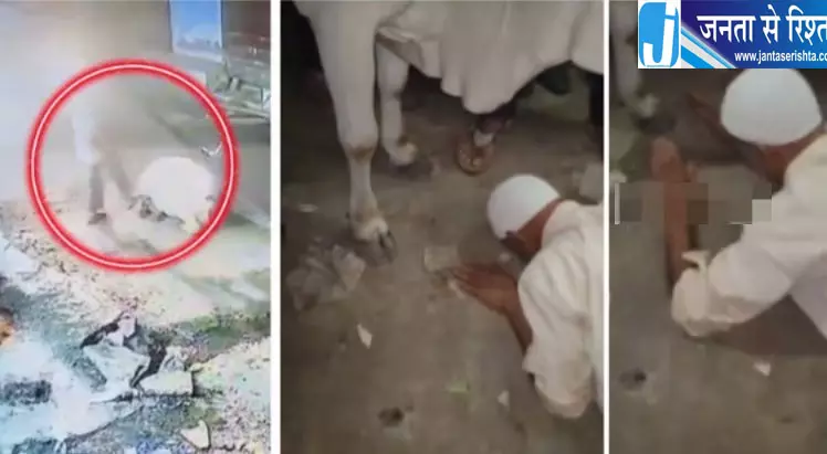 गाय को लात मारने पर बुजुर्ग से जबरन माफी गाय को लात मारने पर बुजुर्ग से जबरन माफी
