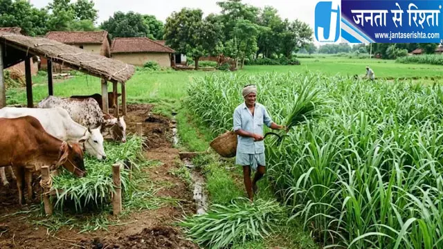गोआश्रय स्थलों के पशुओं को सालभर मिलेगा हरा चारा गोआश्रय स्थलों के पशुओं को सालभर मिलेगा हरा चारा