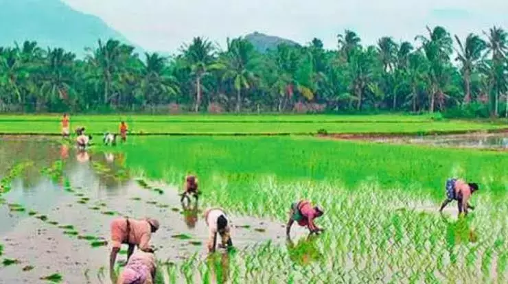 Andhra: प्रकाशम ने कृषि और उससे जुड़े क्षेत्रों की वृद्धि में पांचवां स्थान हासिल किया