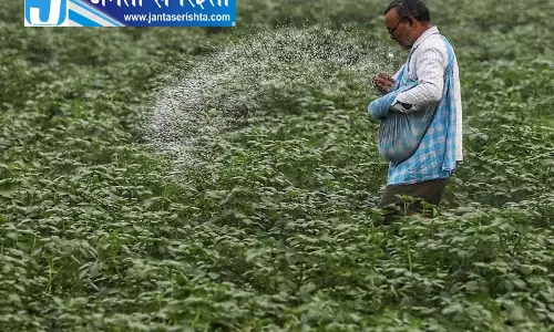 हरियाणा में कमजोर बारिश से खरीफ पर संकट