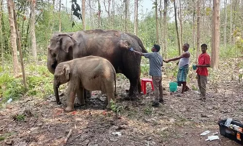 असम के 5 हाथी: तमिलनाडु भेजने के फैसले पर रोक लगाने की अपील असम के 5 हाथी: तमिलनाडु भेजने के फैसले पर रोक लगाने की अपील