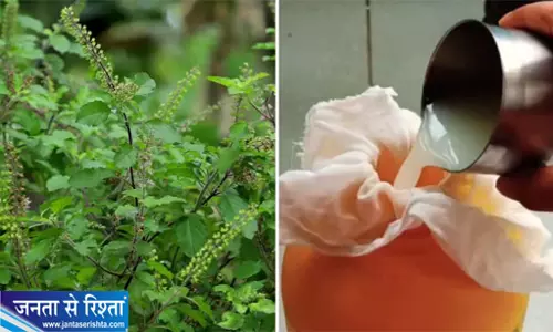 तुलसी पर कीड़ों का हमला तो न करें चिंता अपनाएं ये घरेलू स्प्रे