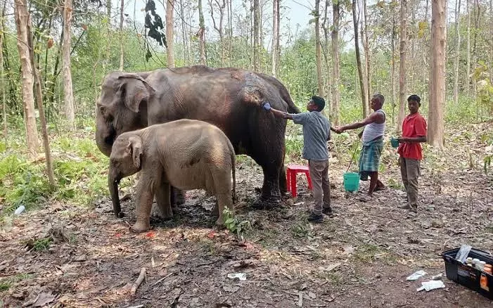 असम के 5 हाथी: तमिलनाडु भेजने के फैसले पर रोक लगाने की अपील असम के 5 हाथी: तमिलनाडु भेजने के फैसले पर रोक लगाने की अपील