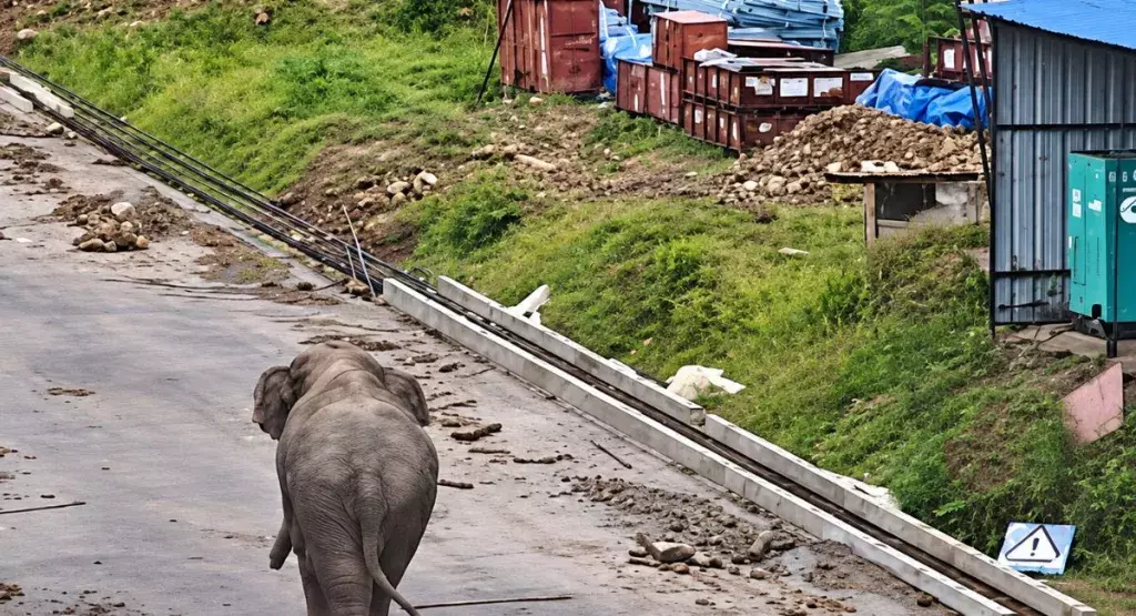 जागीरोड: टाटा सेमीकंडक्टर प्लांट में हाथियों की दस्तक जागीरोड: टाटा सेमीकंडक्टर प्लांट में हाथियों की दस्तक
