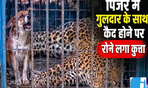 गुलदार के पिंजरे में रातभर फंसा रहा कुत्ता रेस्क्यू ने दी नई जिंदगी