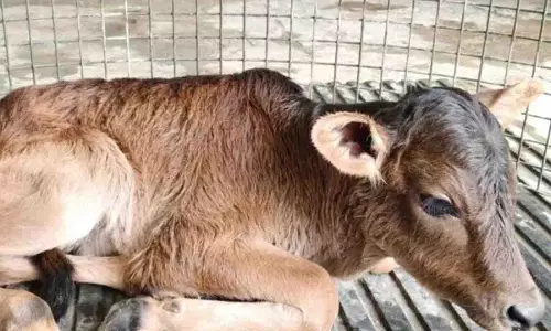 उत्तराखंड में IVF तकनीक से बद्री नस्ल की बछिया का जन्म, साहीवाल गाय बनी सरोगेट मां