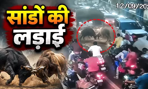 लड़ते-लड़ते भीड़ में घुसे दो सांड, CCTV में कैद हुआ खौफनाक मंजर लड़ते-लड़ते भीड़ में घुसे दो सांड, CCTV में कैद हुआ खौफनाक मंजर