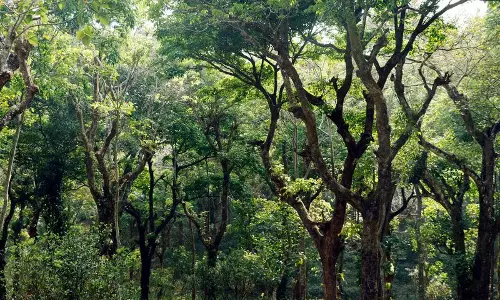 ग्रीन दिल्ली का बड़ा लक्ष्य, 70 लाख पेड़ लगाएगी सरकार