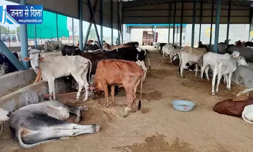 लम्पी वायरस का बढ़ा कहर 150 से अधिक गायों की मौत