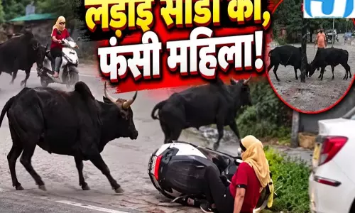 VIDEO: ऋषिकेश में सांडों का तांडव, स्कूटर सवार महिला सड़क पर गिरी