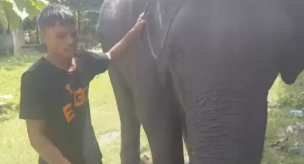 बोकाखाट में हाथी की बिक्री का मामला, वन्यजीव प्रेमी ने जांच मांगी
