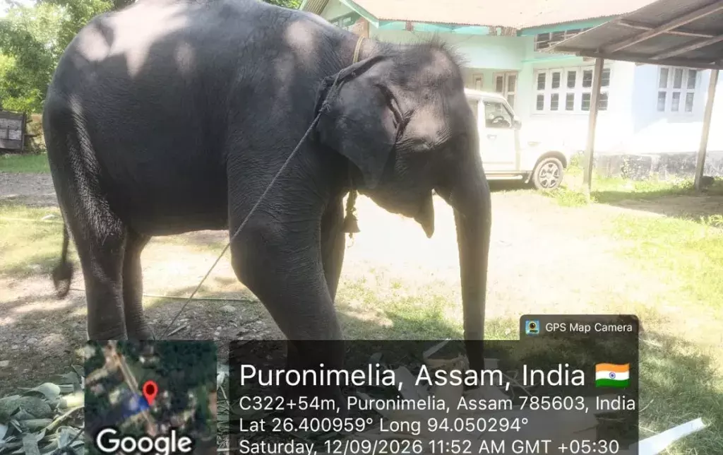 Assam: गोलाघाट में हाथी की जब्ती, मालिकाना हक पर विवाद Assam: गोलाघाट में हाथी की जब्ती, मालिकाना हक पर विवाद