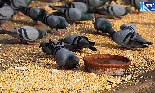 वक्फ धार्मिक स्थलों पर कबूतरों को दाना खिलाने और तहरी बांटने पर रोक