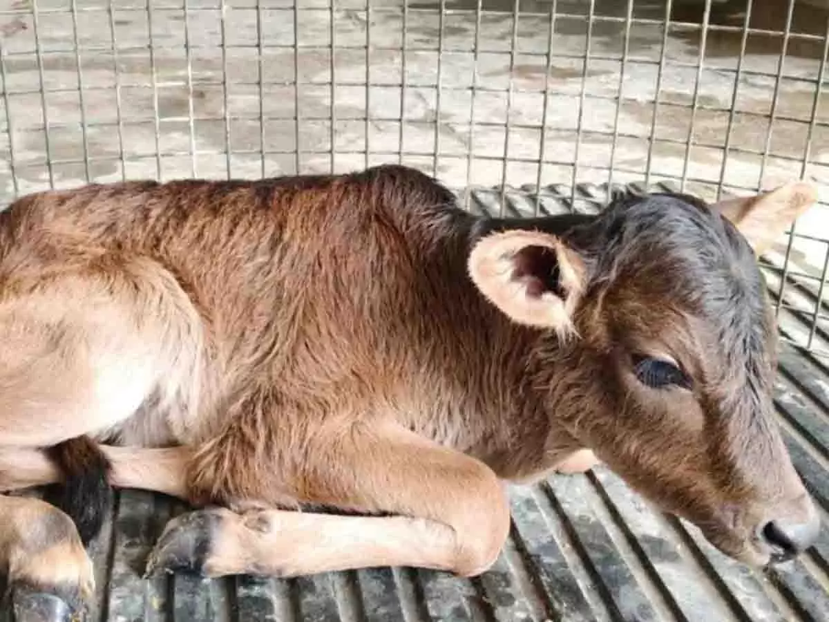 उत्तराखंड में IVF तकनीक से बद्री नस्ल की बछिया का जन्म, साहीवाल गाय बनी सरोगेट मां उत्तराखंड में IVF तकनीक से बद्री नस्ल की बछिया का जन्म, साहीवाल गाय बनी सरोगेट मां