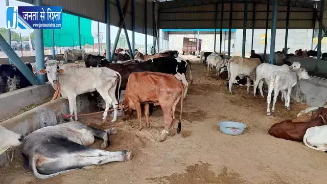 लम्पी वायरस का बढ़ा कहर 150 से अधिक गायों की मौत लम्पी वायरस का बढ़ा कहर 150 से अधिक गायों की मौत