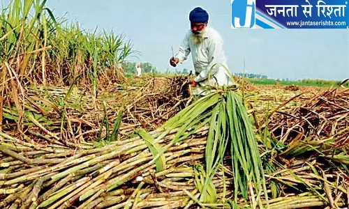 पंजाब में गन्ने का रकबा 1.16 लाख हेक्टेयर तक पहुंचा पंजाब में गन्ने का रकबा 1.16 लाख हेक्टेयर तक पहुंचा