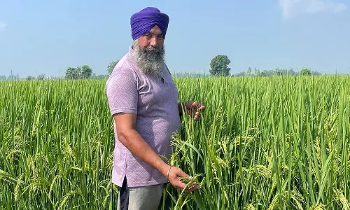 कपूरथला के किसान ने अपनाया अनोखा तरीका कपूरथला के किसान ने अपनाया अनोखा तरीका