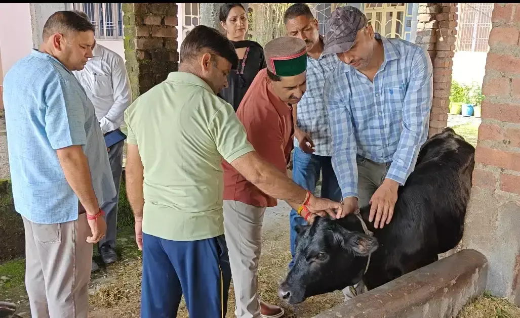 Dharamshala: लम्पी वायरस पर पठानिया ने लिया पशुओं की स्थिति का जायजा