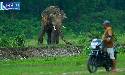 इंसान और हाथी के टकराव में 738 मौतें 25 साल के आंकड़ों ने बढ़ाई चिंता