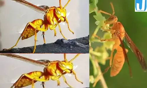 गावां में बिरनियों का कहर 15 दिन में तीन लोगों ने गंवाई जान