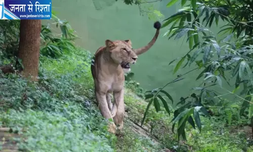 नंदनकानन में शेरनी माया के दोनों नवजात शावकों की मौत